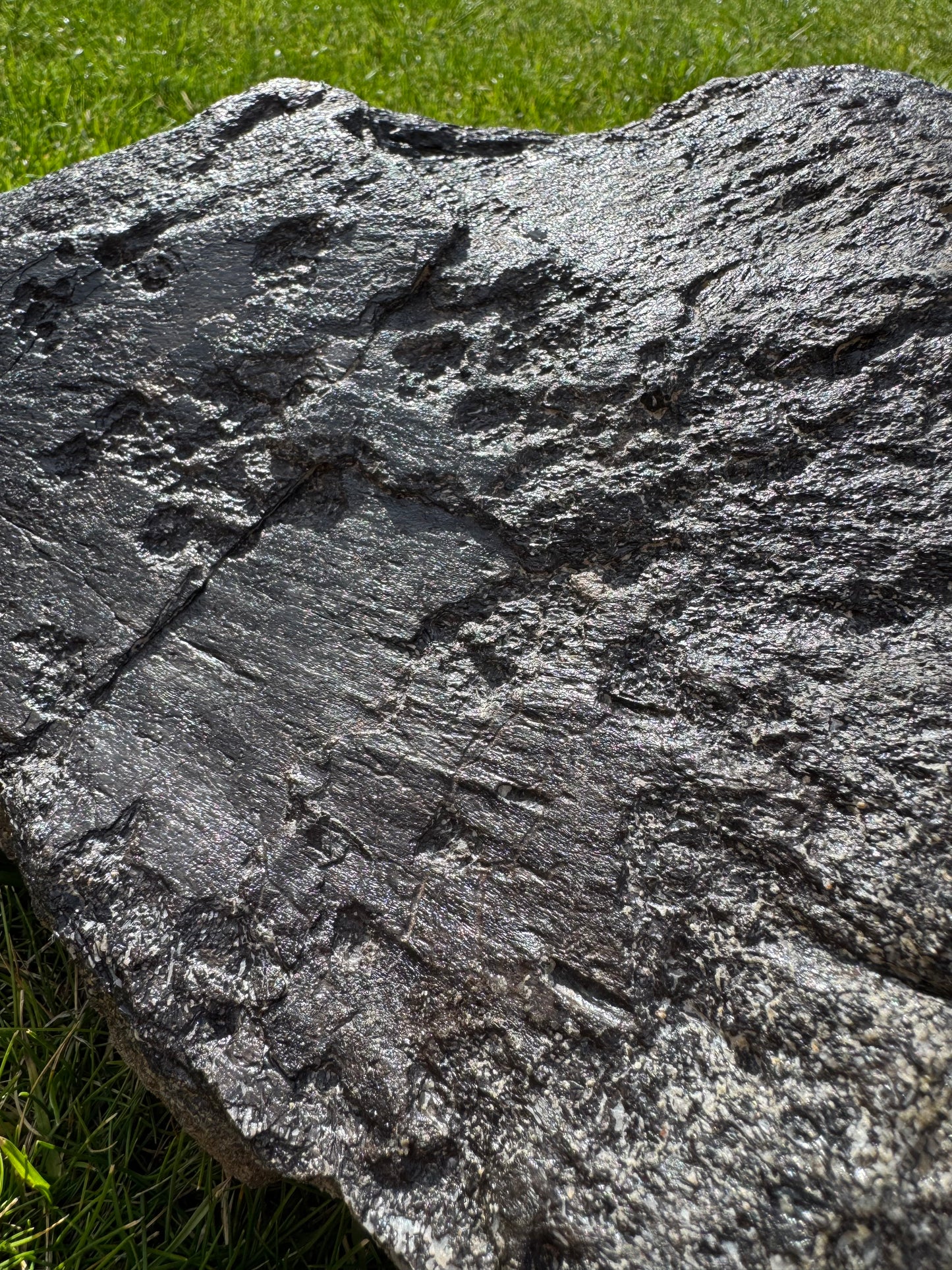 Sauropod Distal Tibia