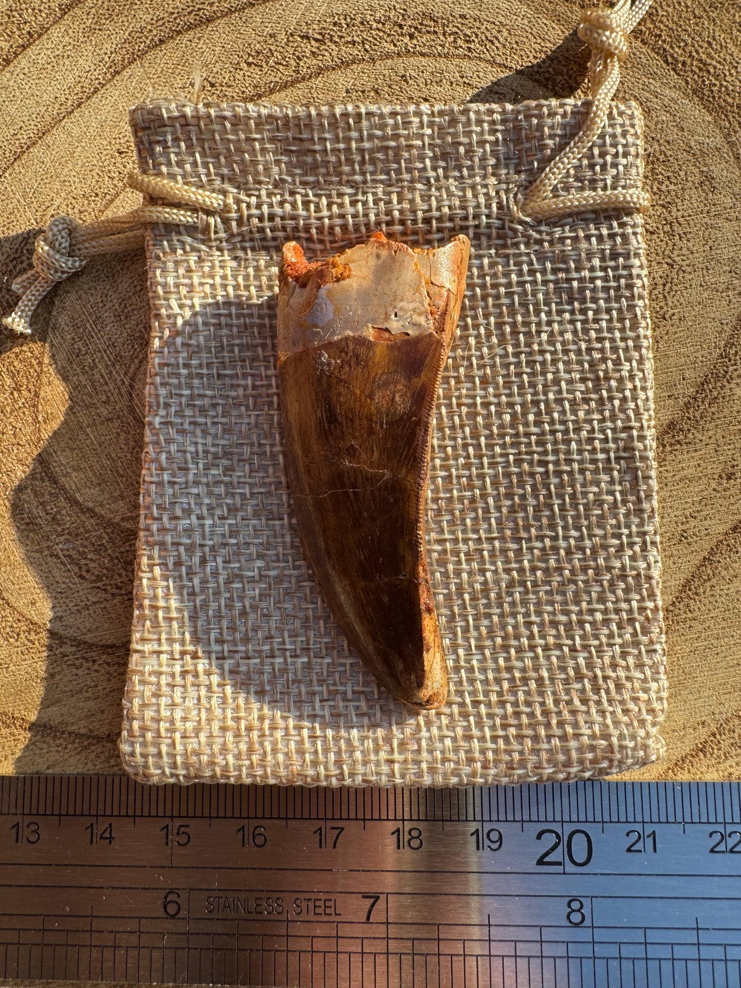 Carchacadantasamus Tooth