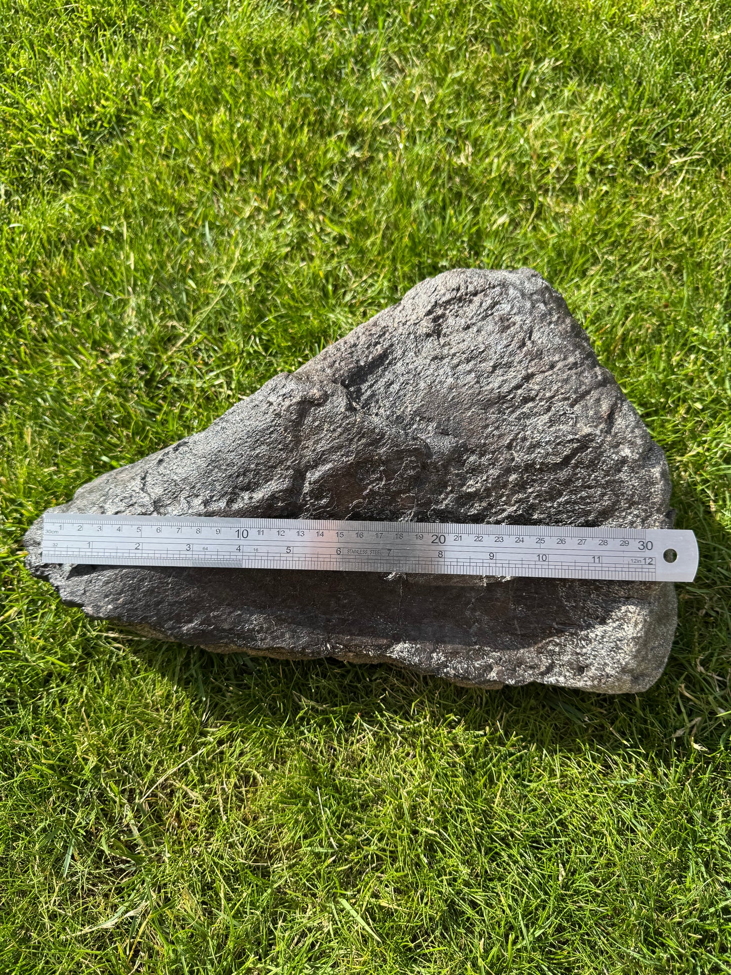 Sauropod Distal Tibia