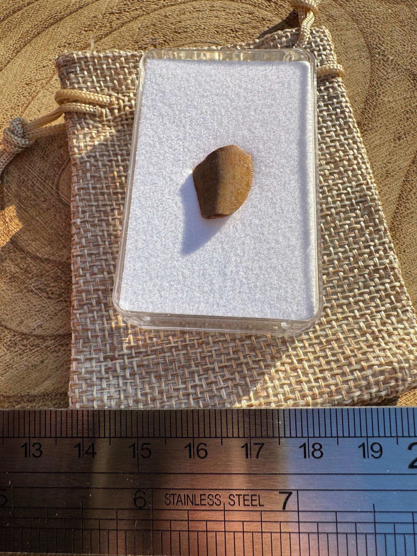 Majungasaurus Tooth