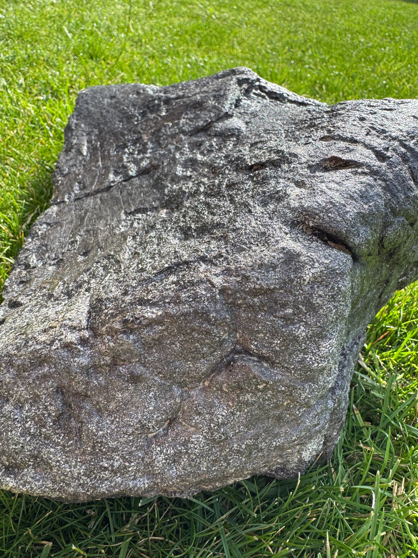 Sauropod Distal Tibia