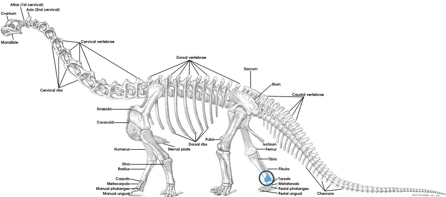 Sauropod Distal Tibia