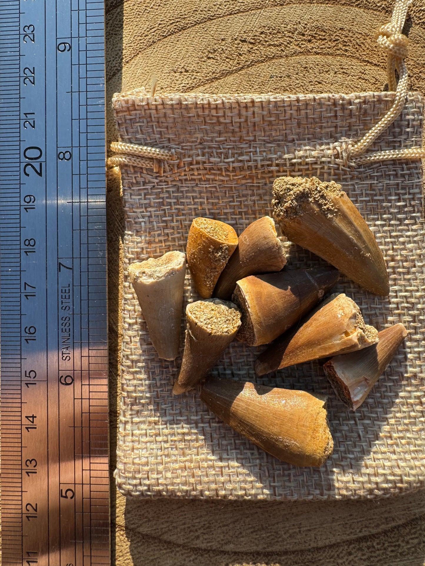 Mosasaurus Tooth