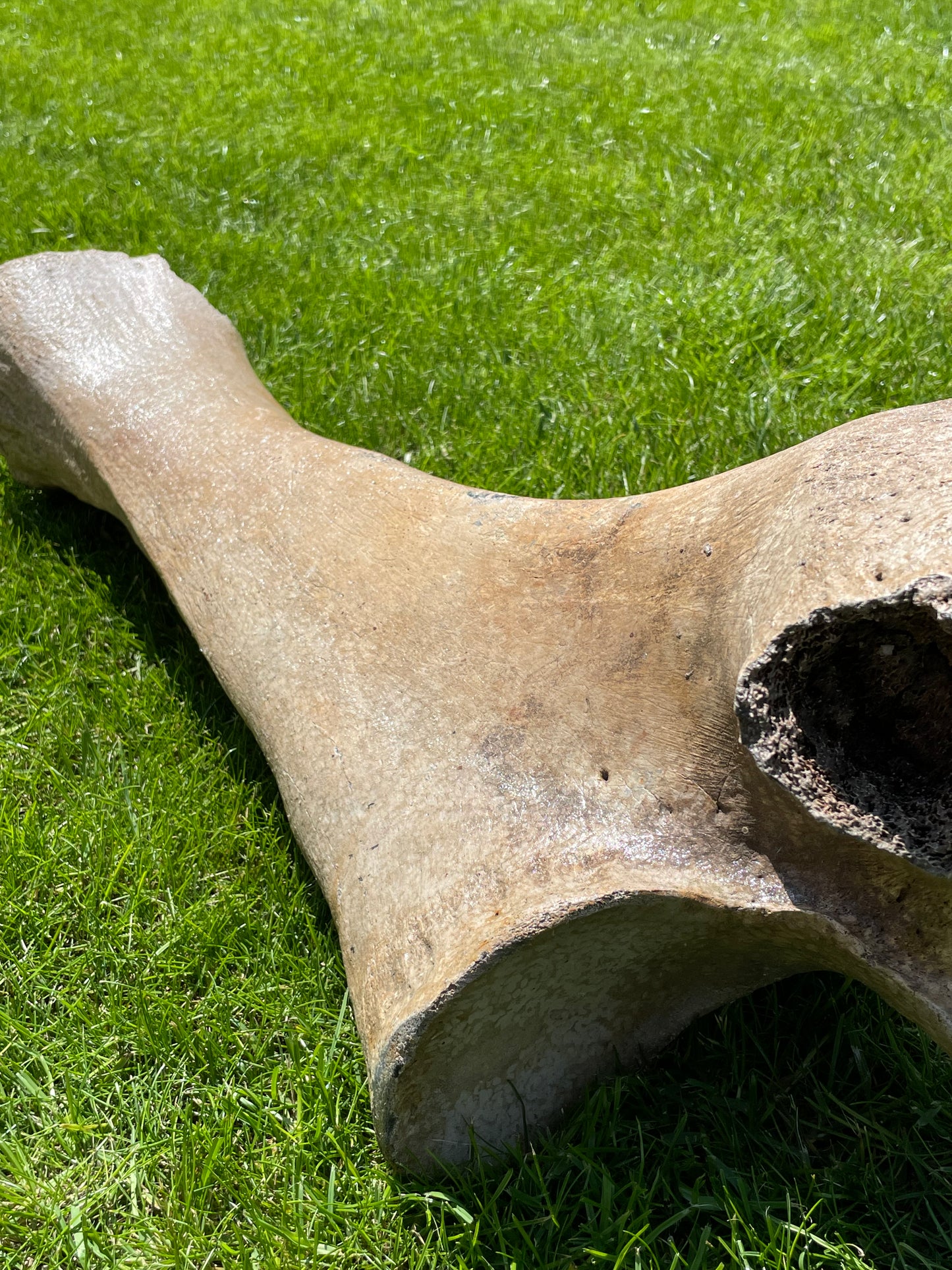 Ulna of a Woolly Mammoth