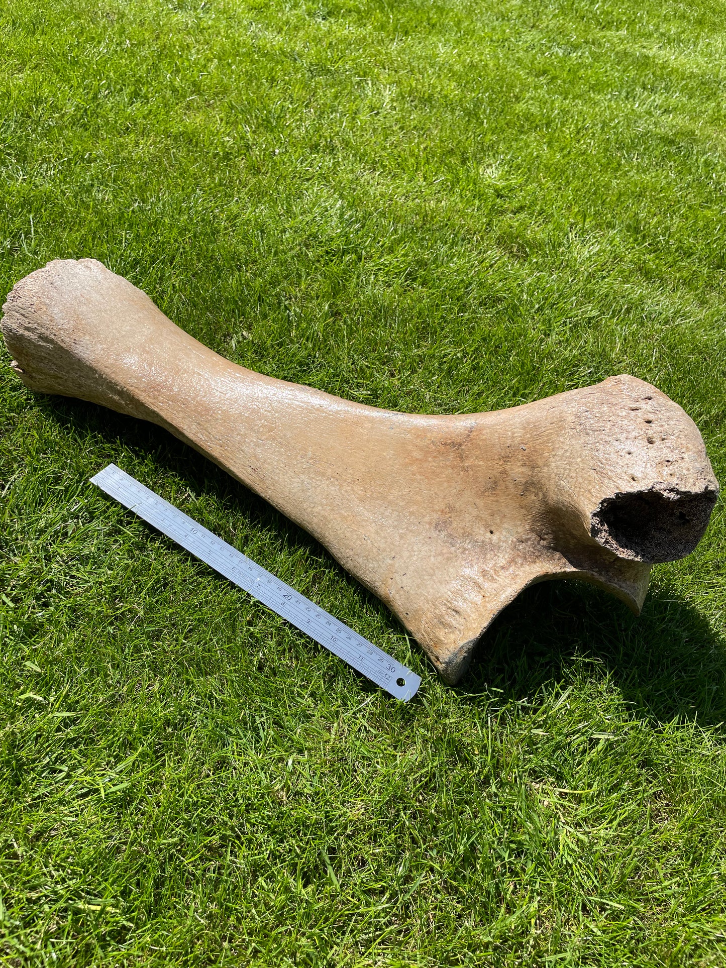 Ulna of a Woolly Mammoth