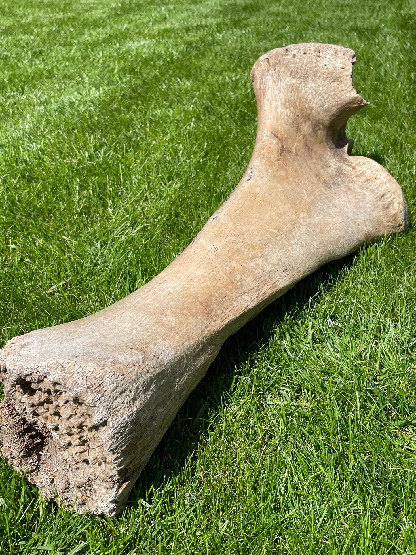 Ulna of a Woolly Mammoth