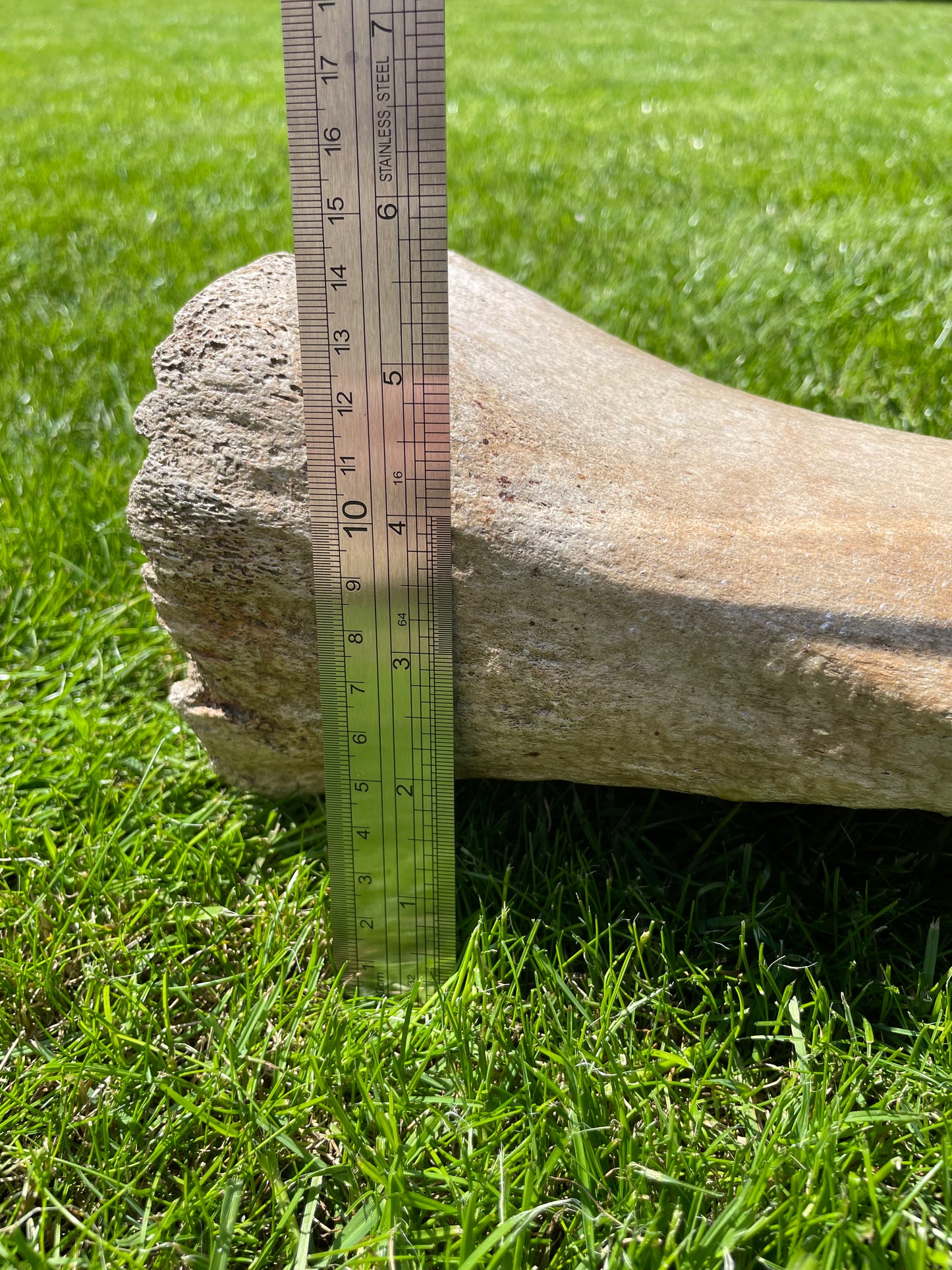 Ulna of a Woolly Mammoth
