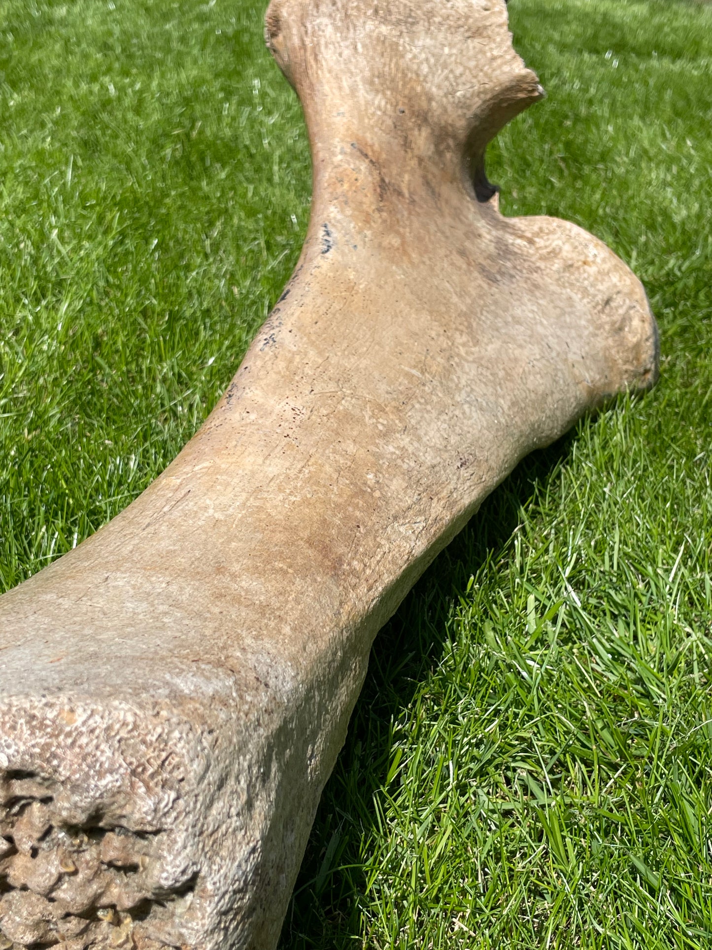 Ulna of a Woolly Mammoth