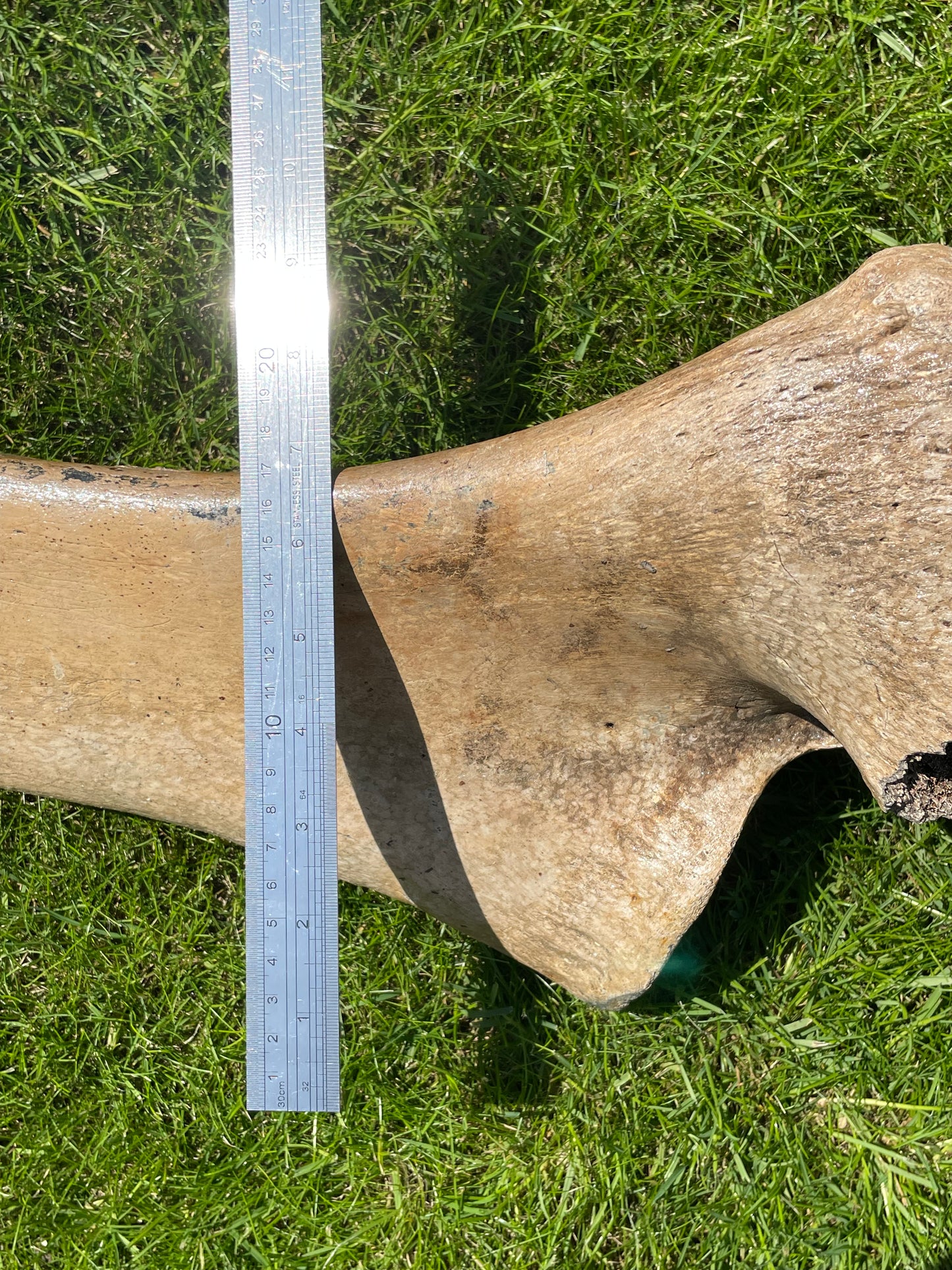 Ulna of a Woolly Mammoth