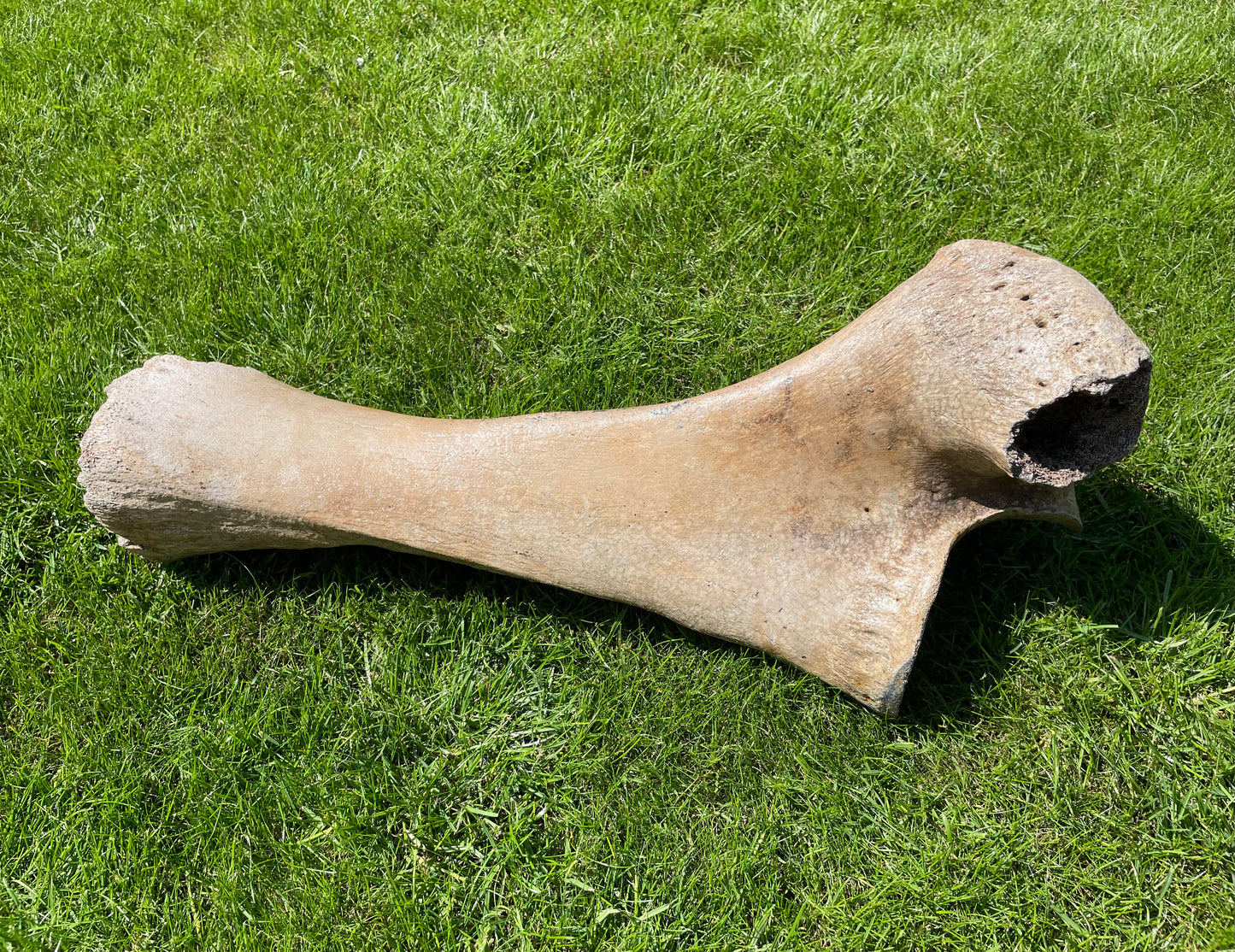 Ulna of a Woolly Mammoth