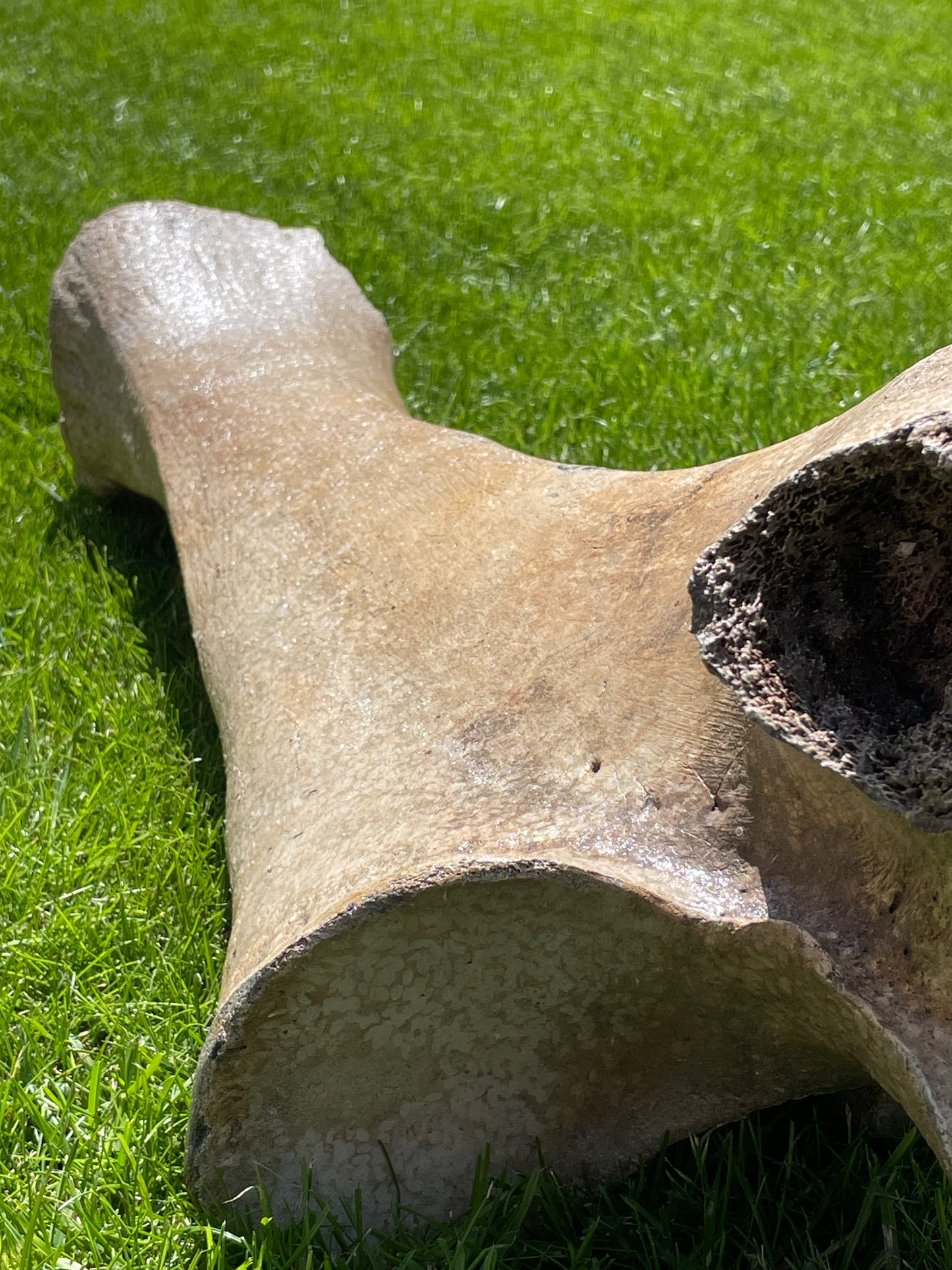 Ulna of a Woolly Mammoth
