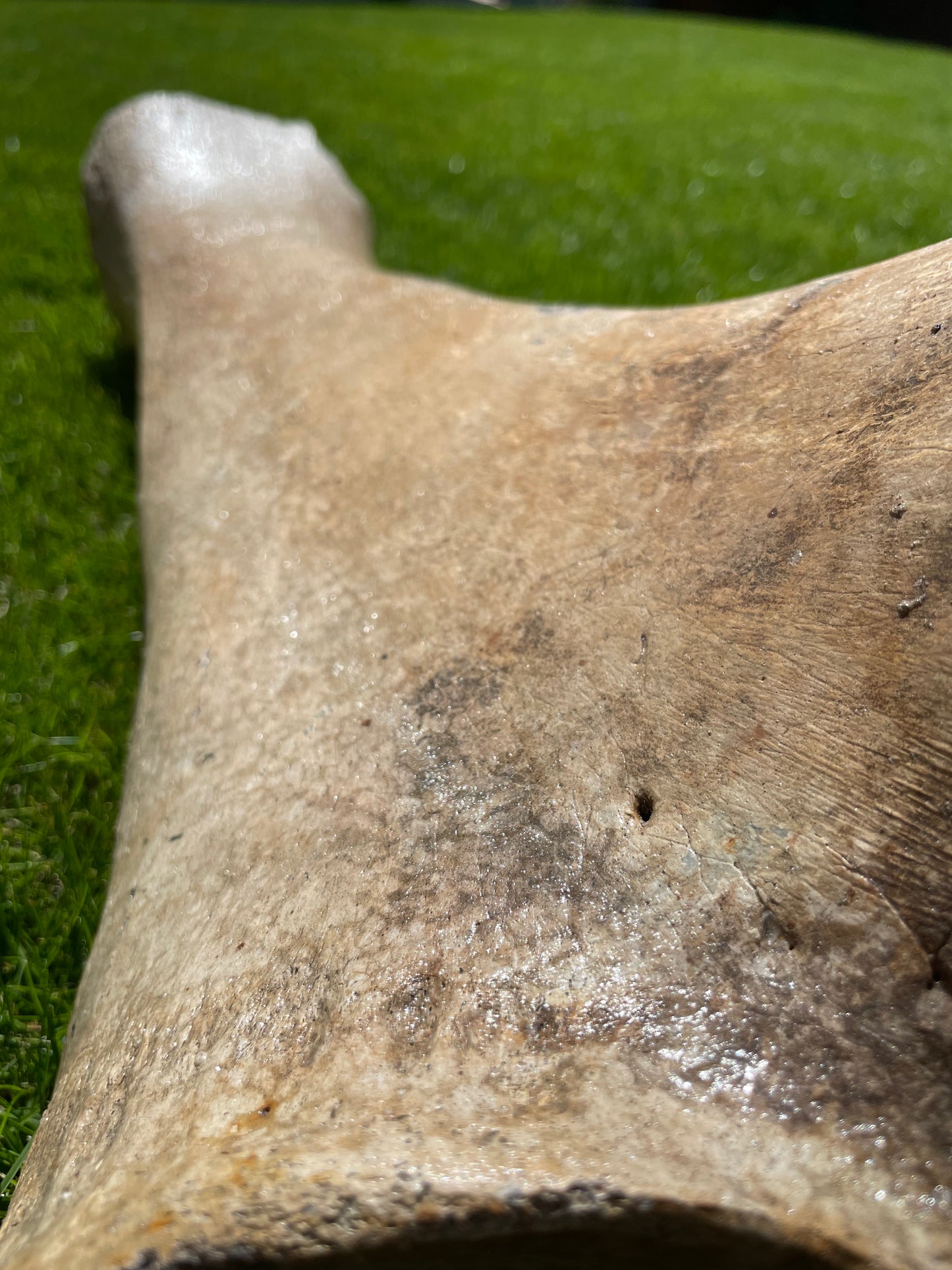 Ulna of a Woolly Mammoth