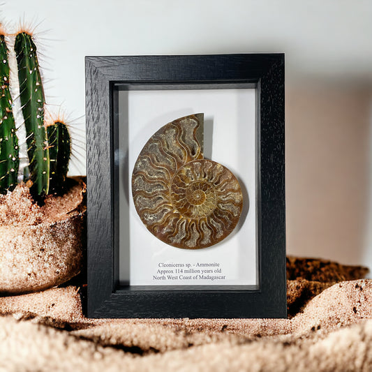 Medium Ammonite Cut and Polished Fossil in Box Frame