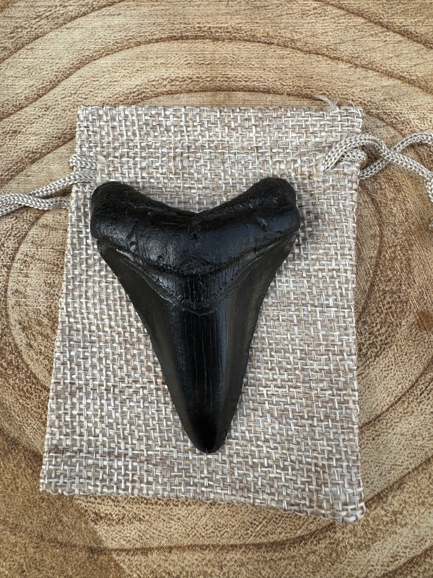 Small Megalodon Tooth