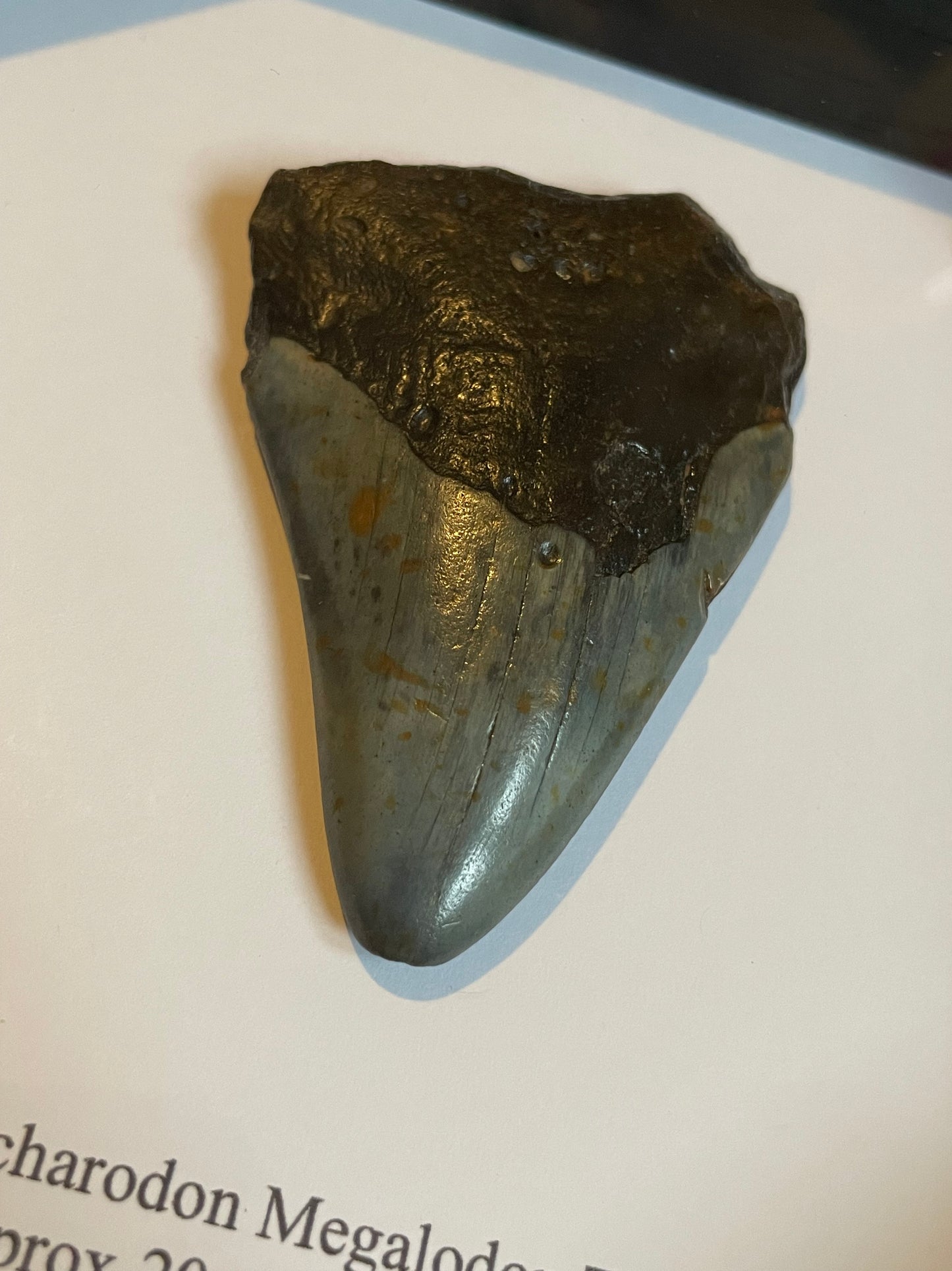 Megalodon Shark Tooth in Box Frame