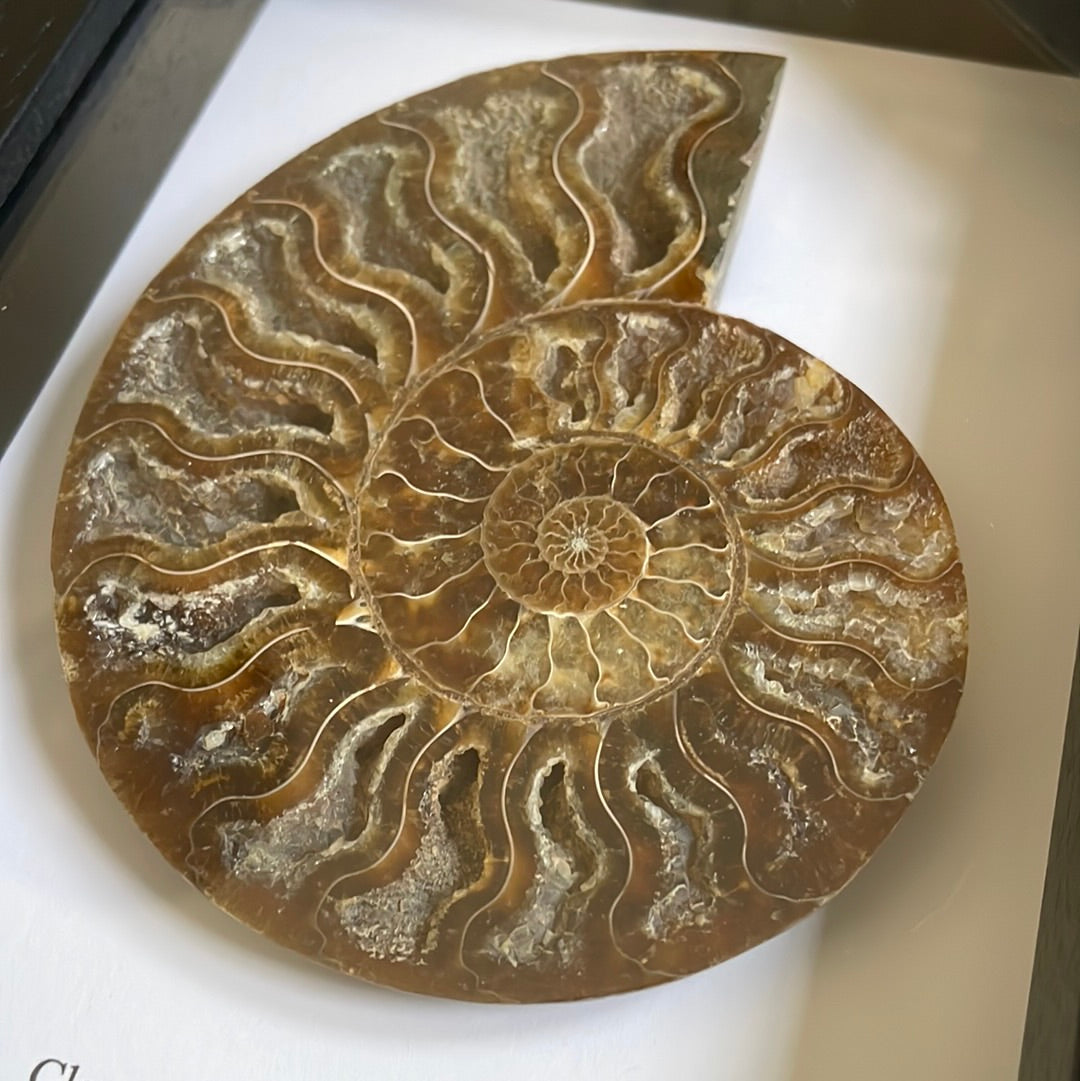 Medium Ammonite Cut and Polished Fossil in Box Frame