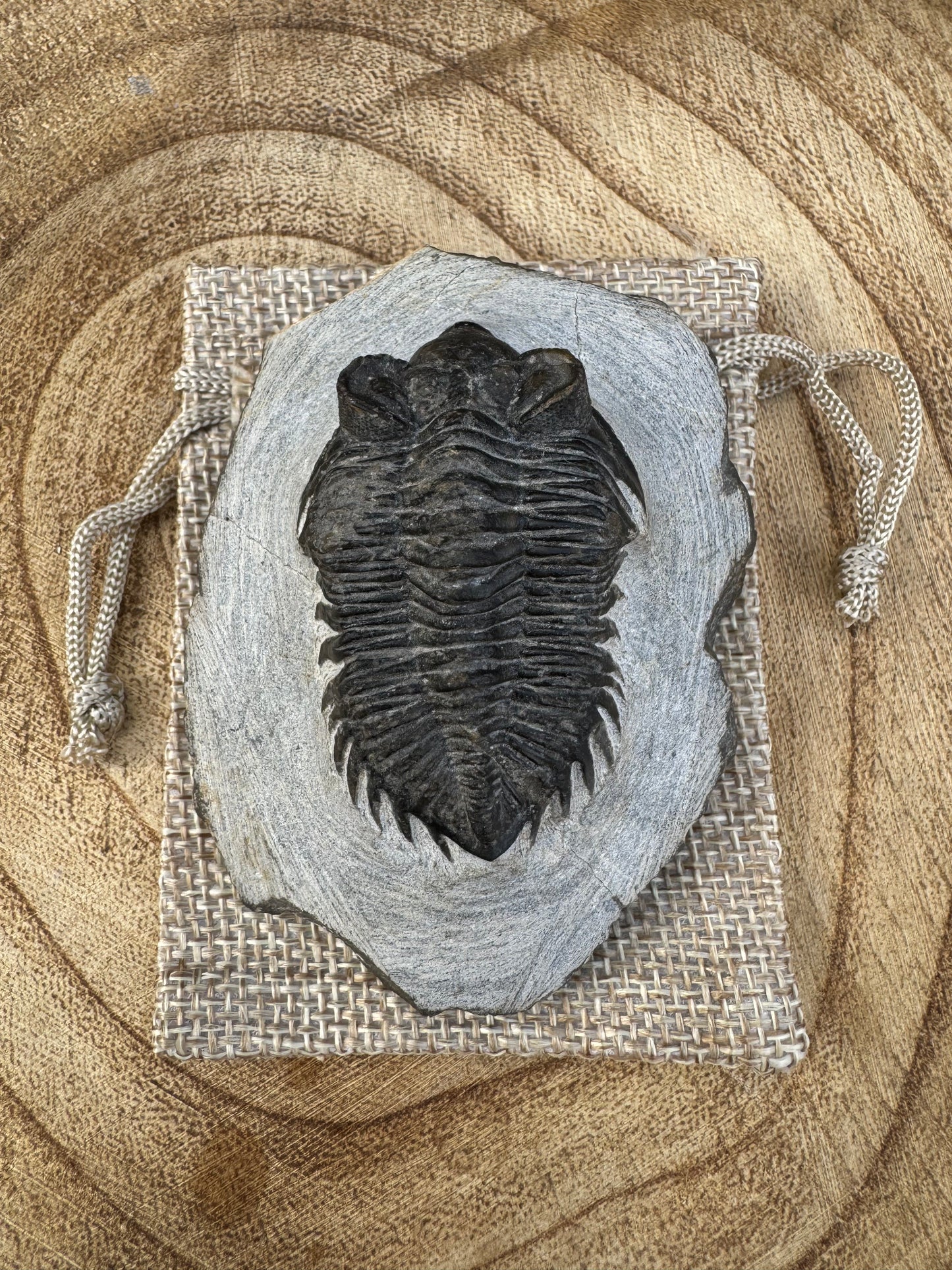 Devonian Trilobite