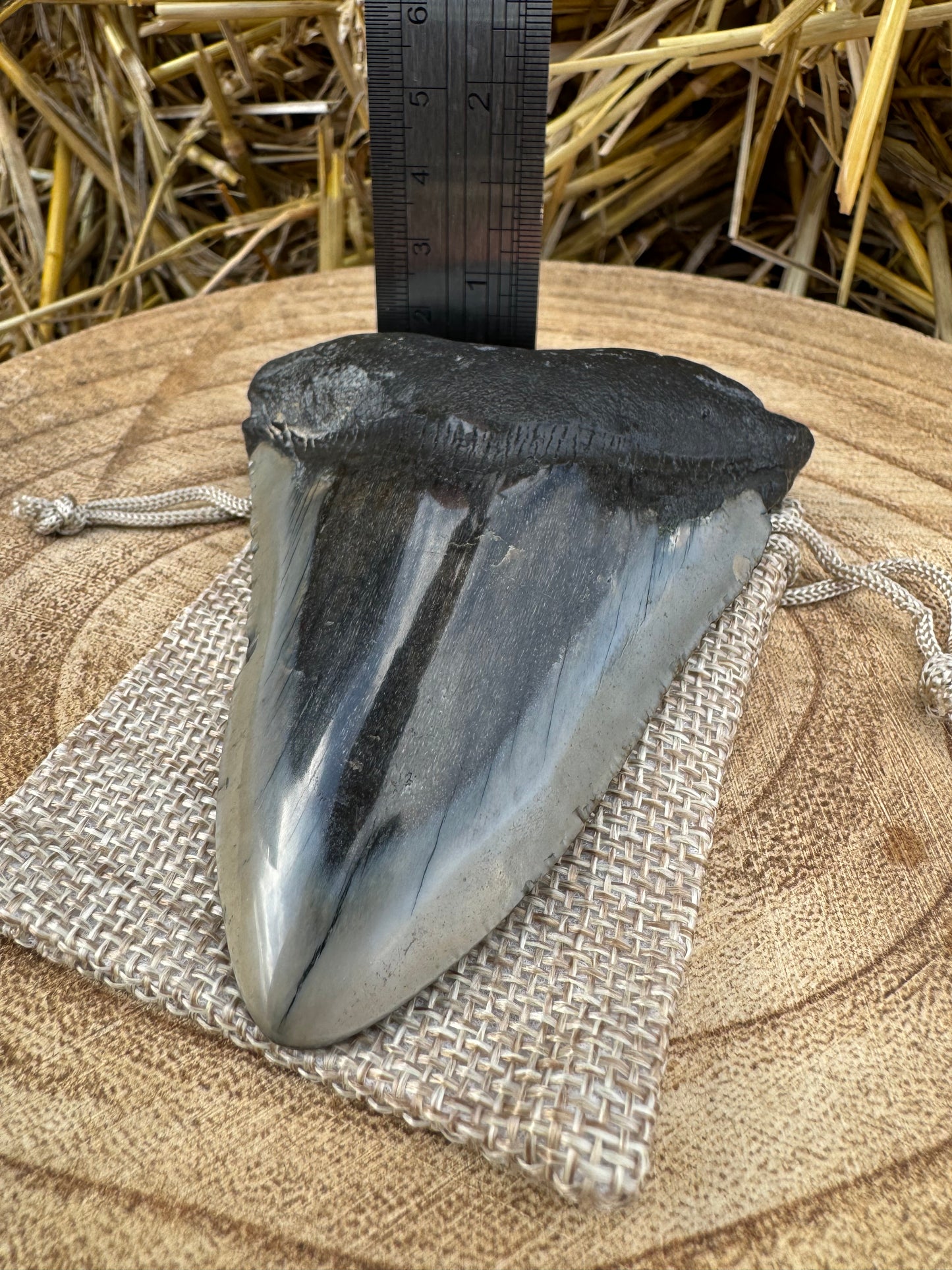 Large Megalodon Tooth