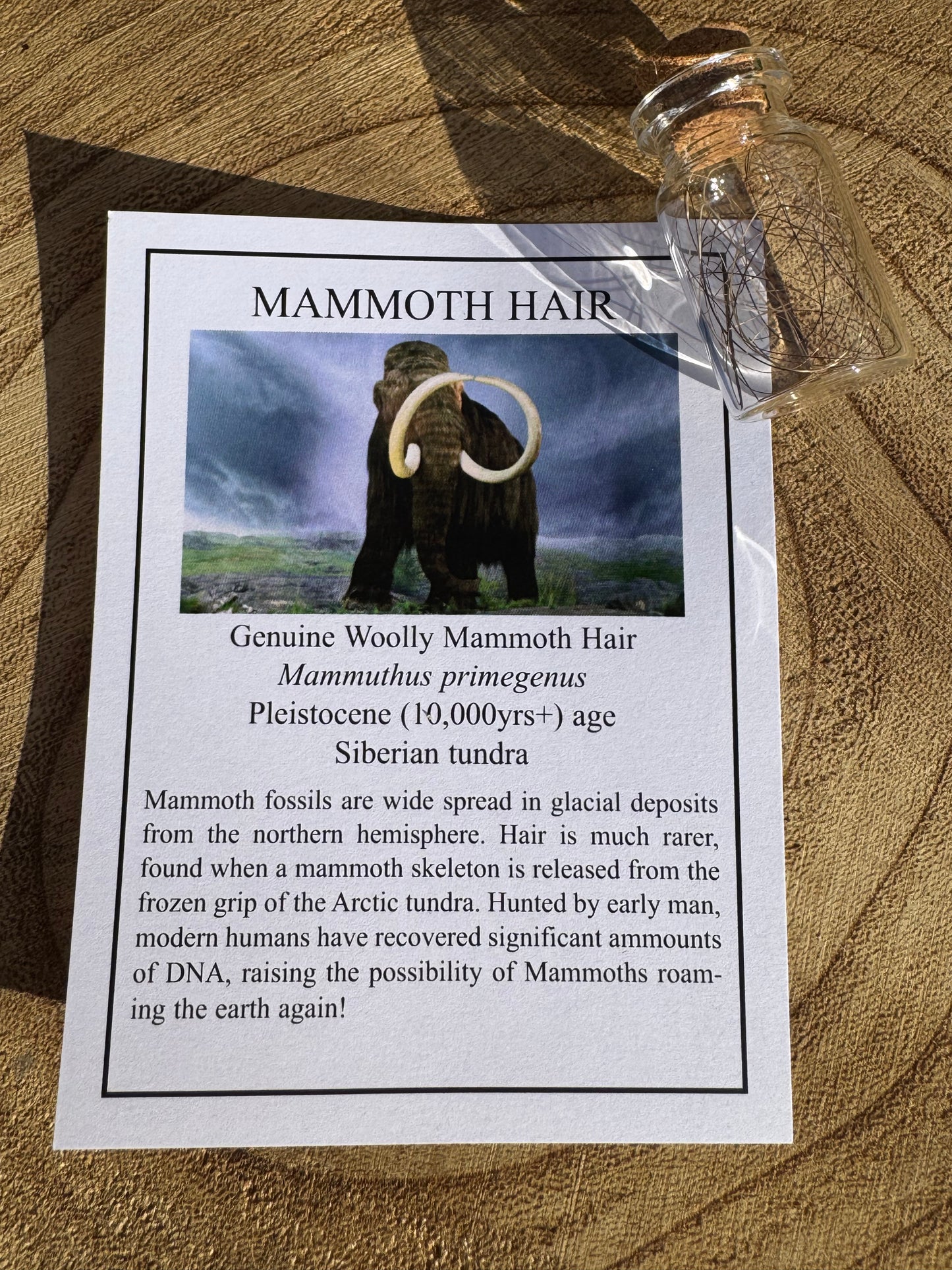 Woolly Mammoth Hair ￼