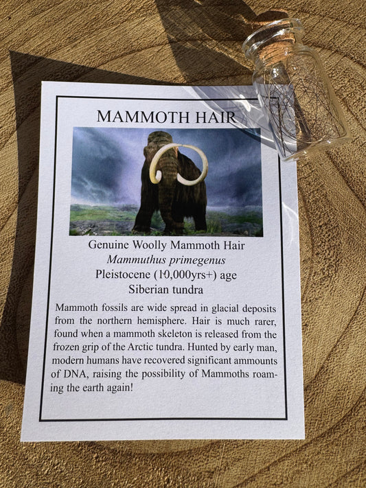 Woolly Mammoth Hair ￼