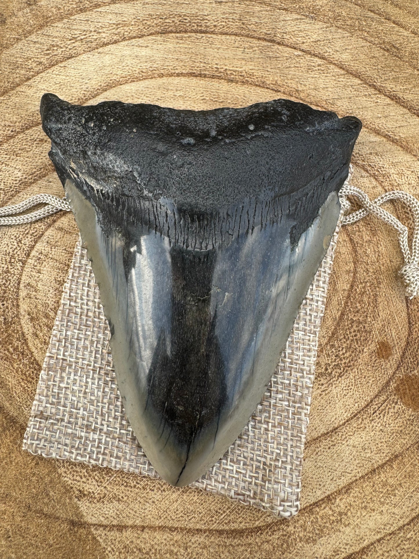 Large Megalodon Tooth