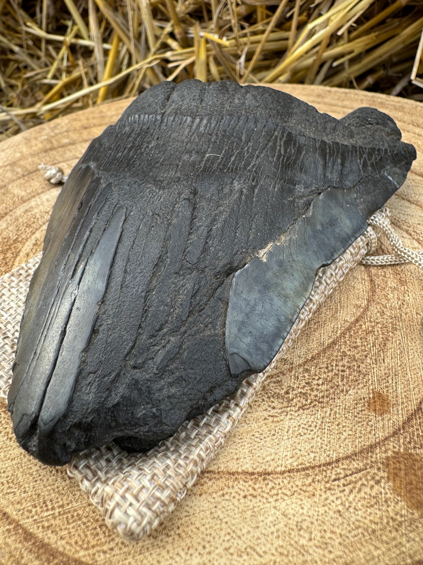 Large Megalodon Tooth