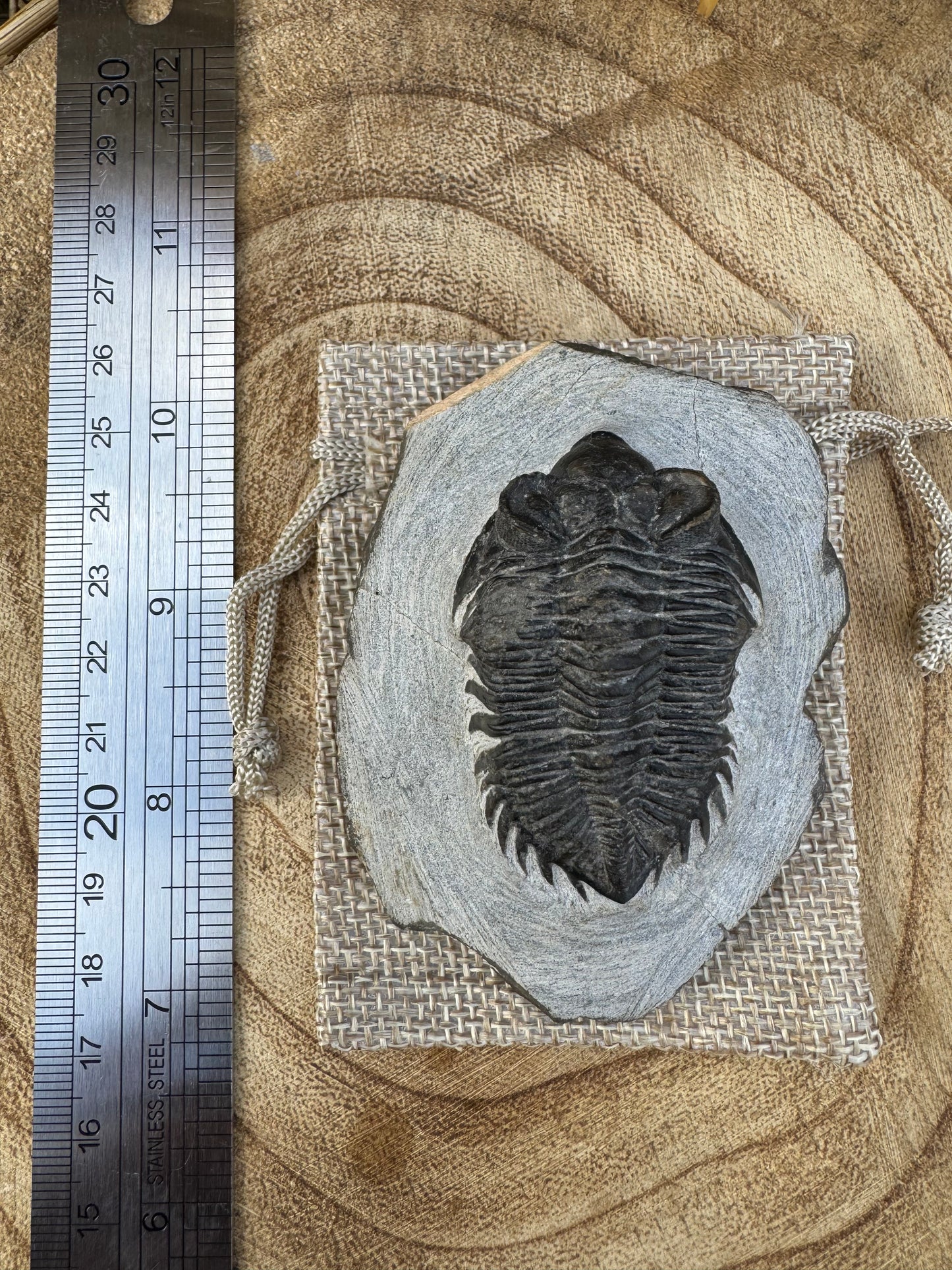 Devonian Trilobite