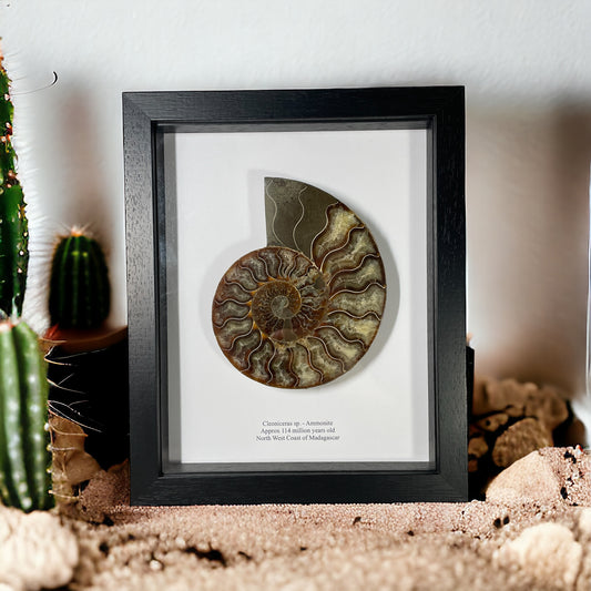 Ammonite Cut and Polished Fossil in Box Frame