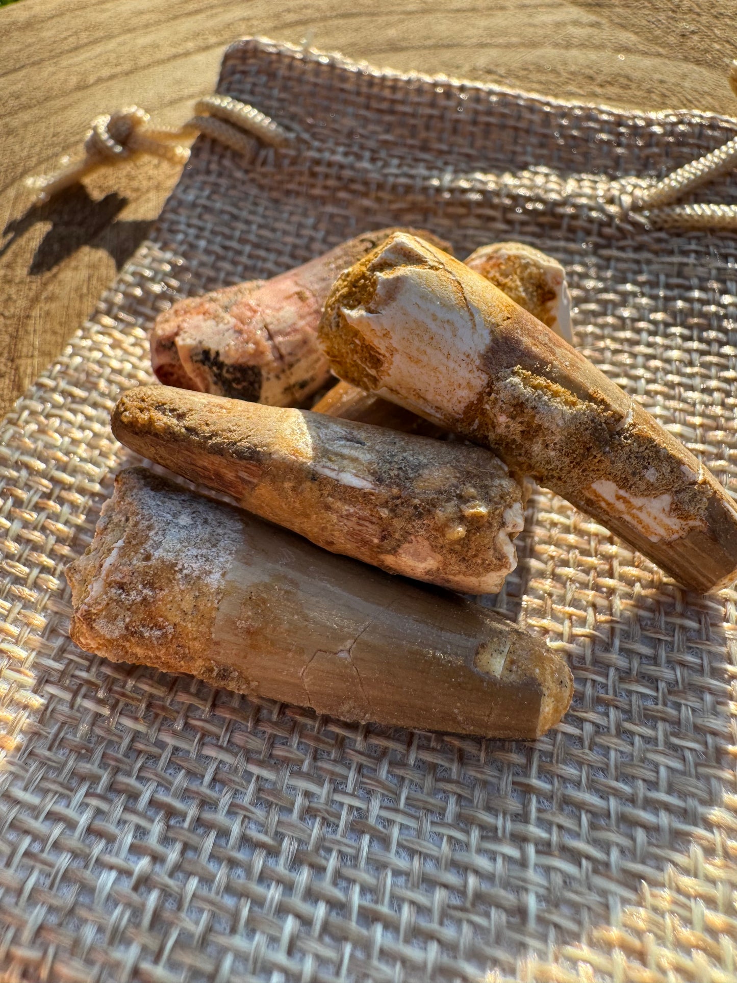 Small Spinosaurus SP. Tooth
