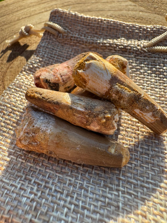 Small Spinosaurus SP. Tooth