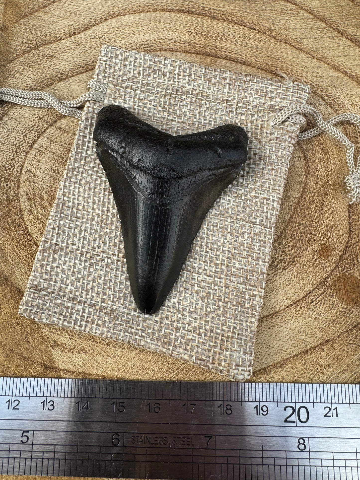 Small Megalodon Tooth