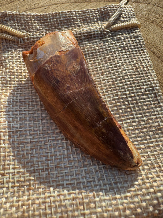 Carchacadantasamus Tooth