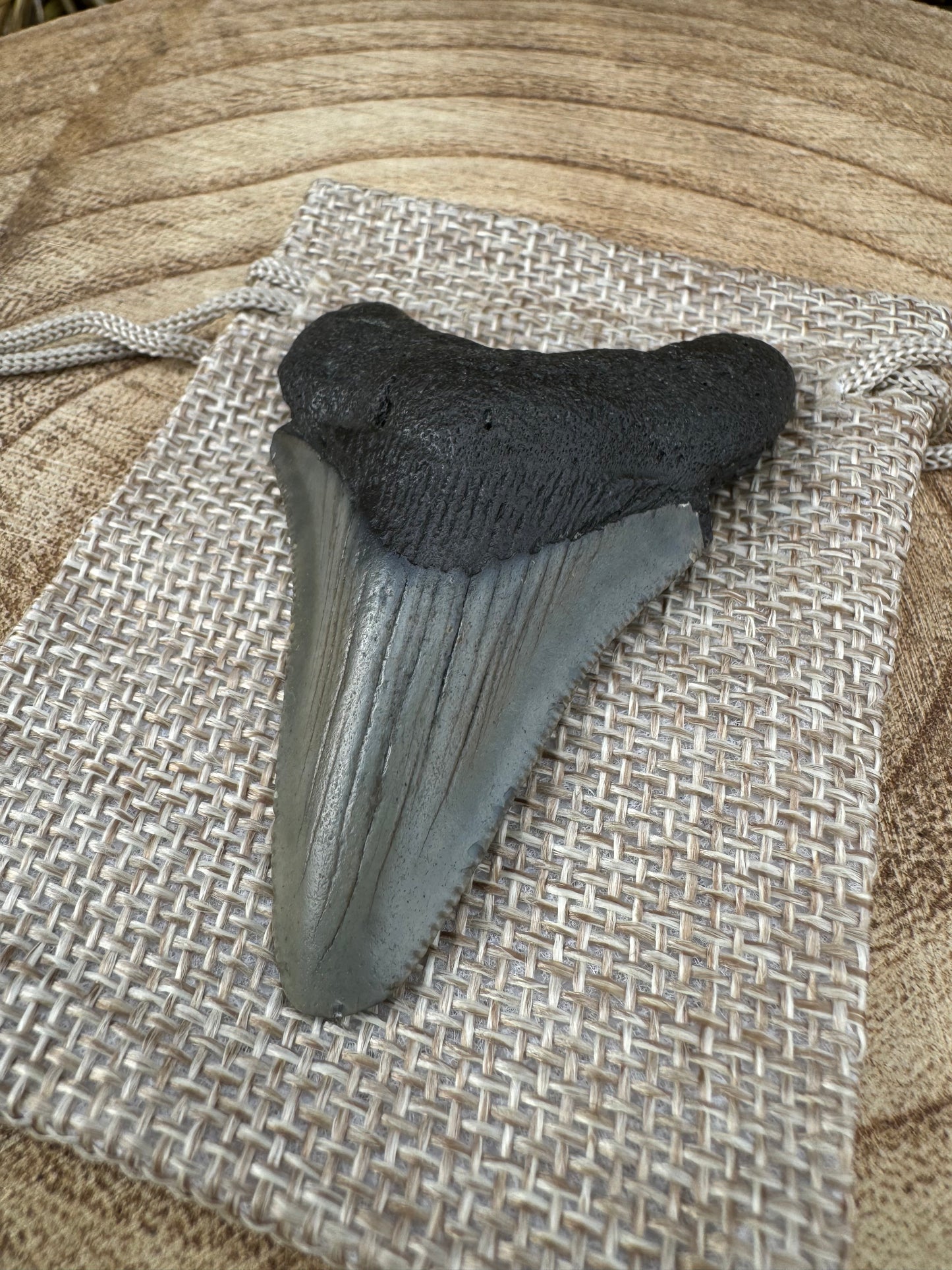 Small Megalodon Tooth