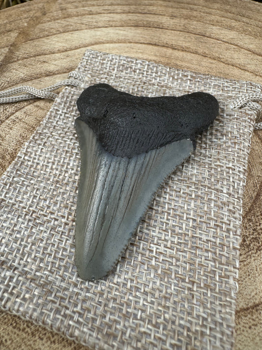 Small Megalodon Tooth