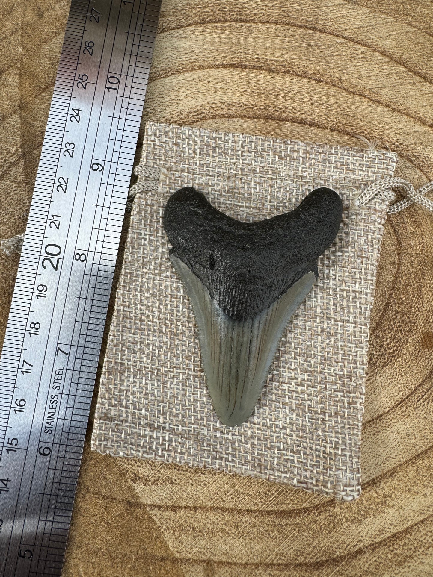 Small Megalodon Tooth