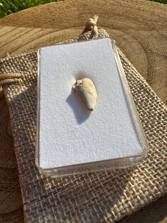 Majungasaurus Tooth