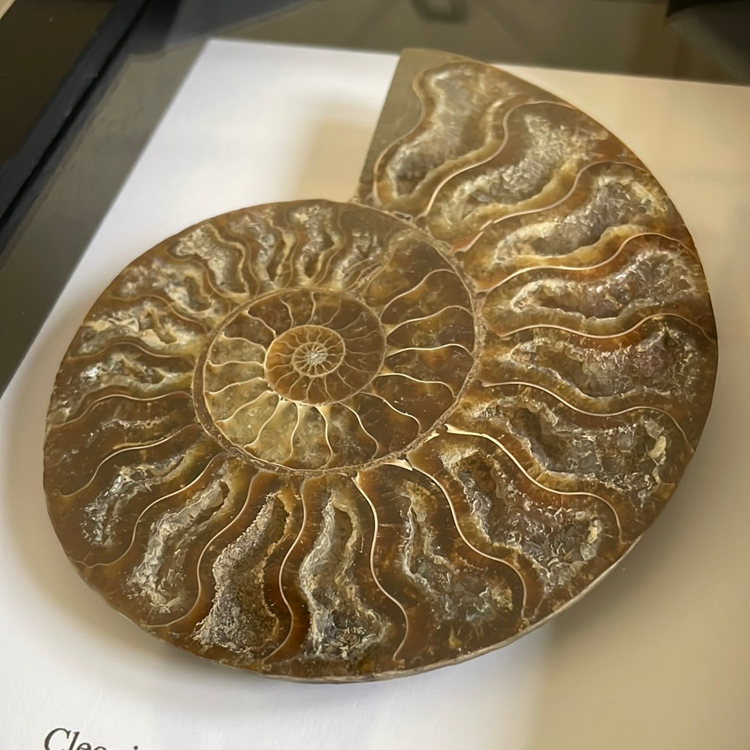 Medium Ammonite Cut and Polished Fossil in Box Frame