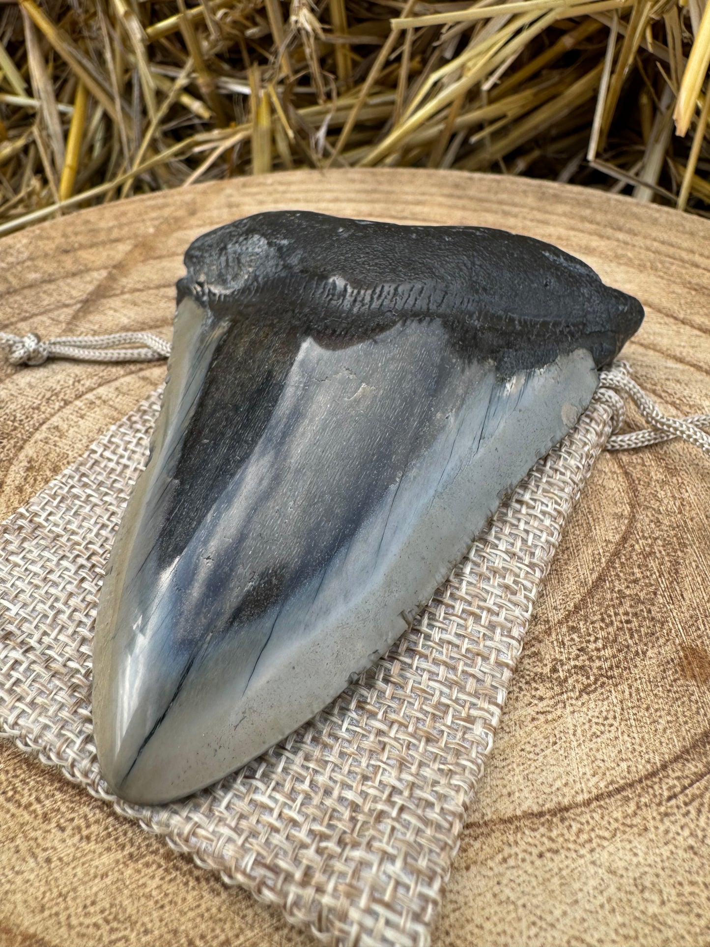 Large Megalodon Tooth