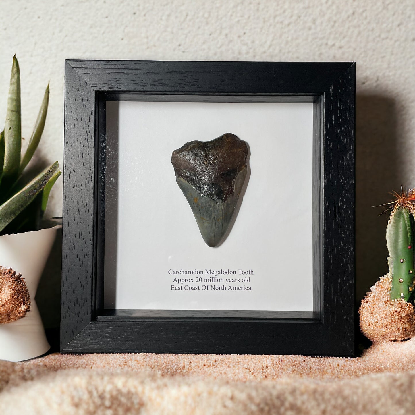 Megalodon Shark Tooth in Box Frame