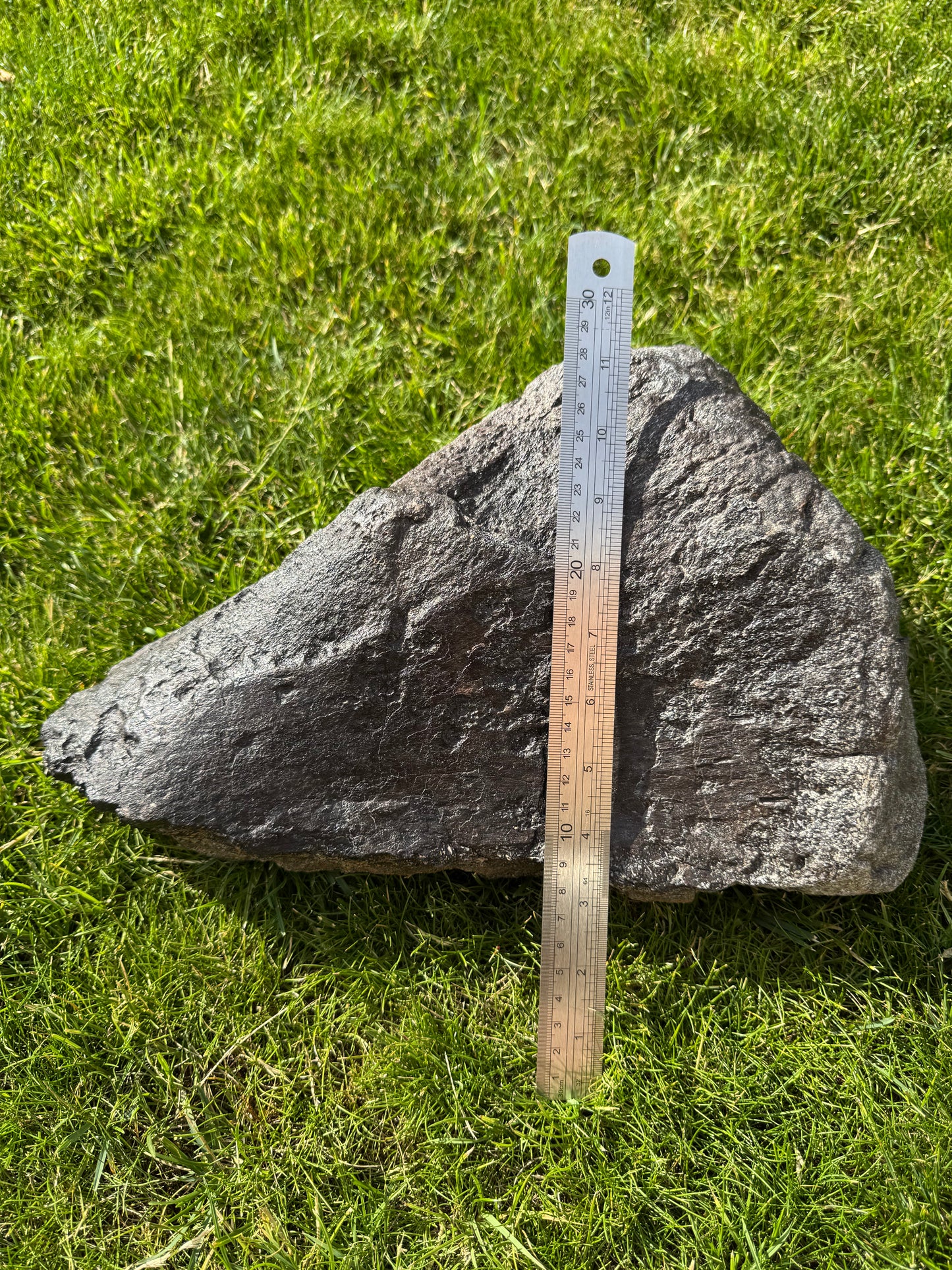 Sauropod Distal Tibia