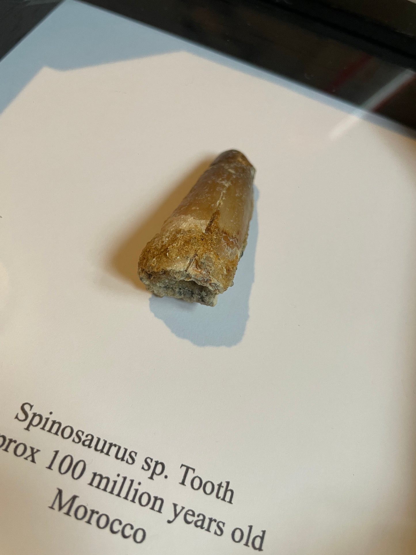 Spinosaur Dinosaur Tooth Fossil in Box Frame