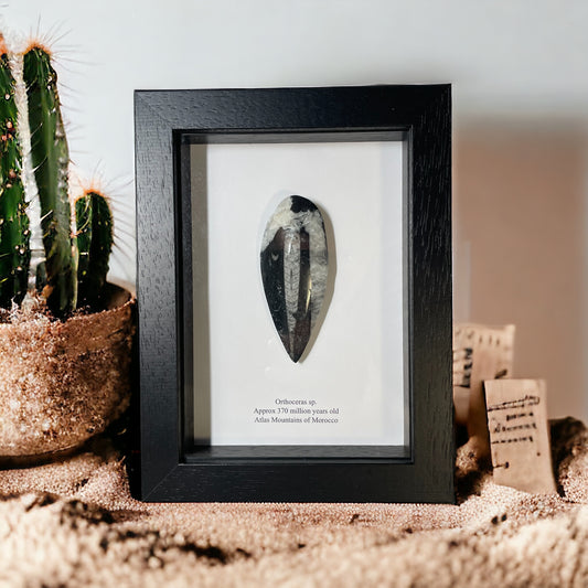 Orthoceras Pear Drop Fossil In a Box Frame