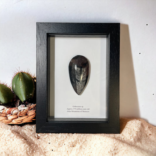 Orthoceras Pear Drop Fossil In a Box Frame