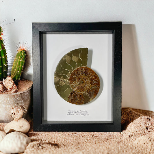 Ammonite Cut and Polished Fossil in Box Frame