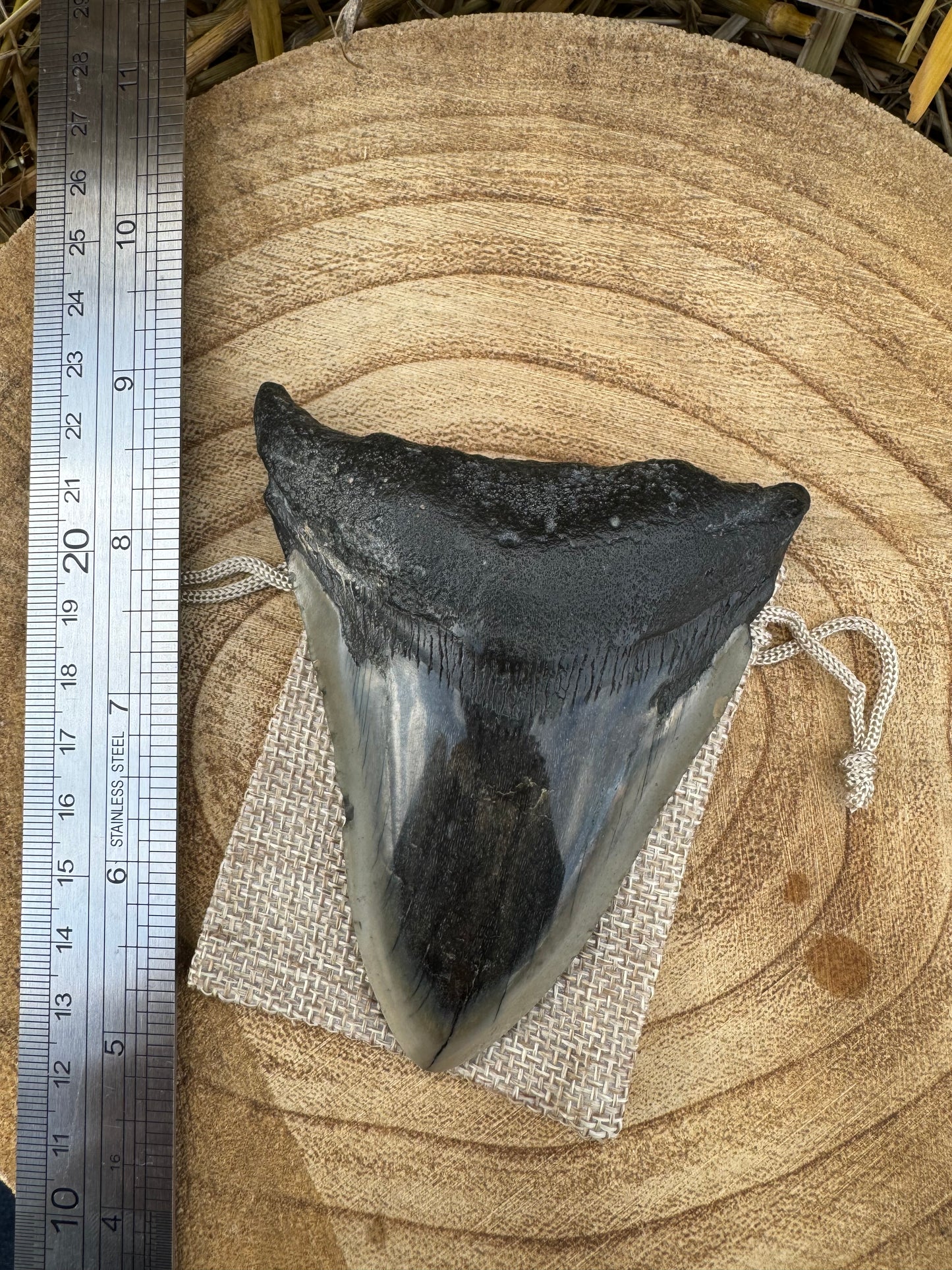 Large Megalodon Tooth