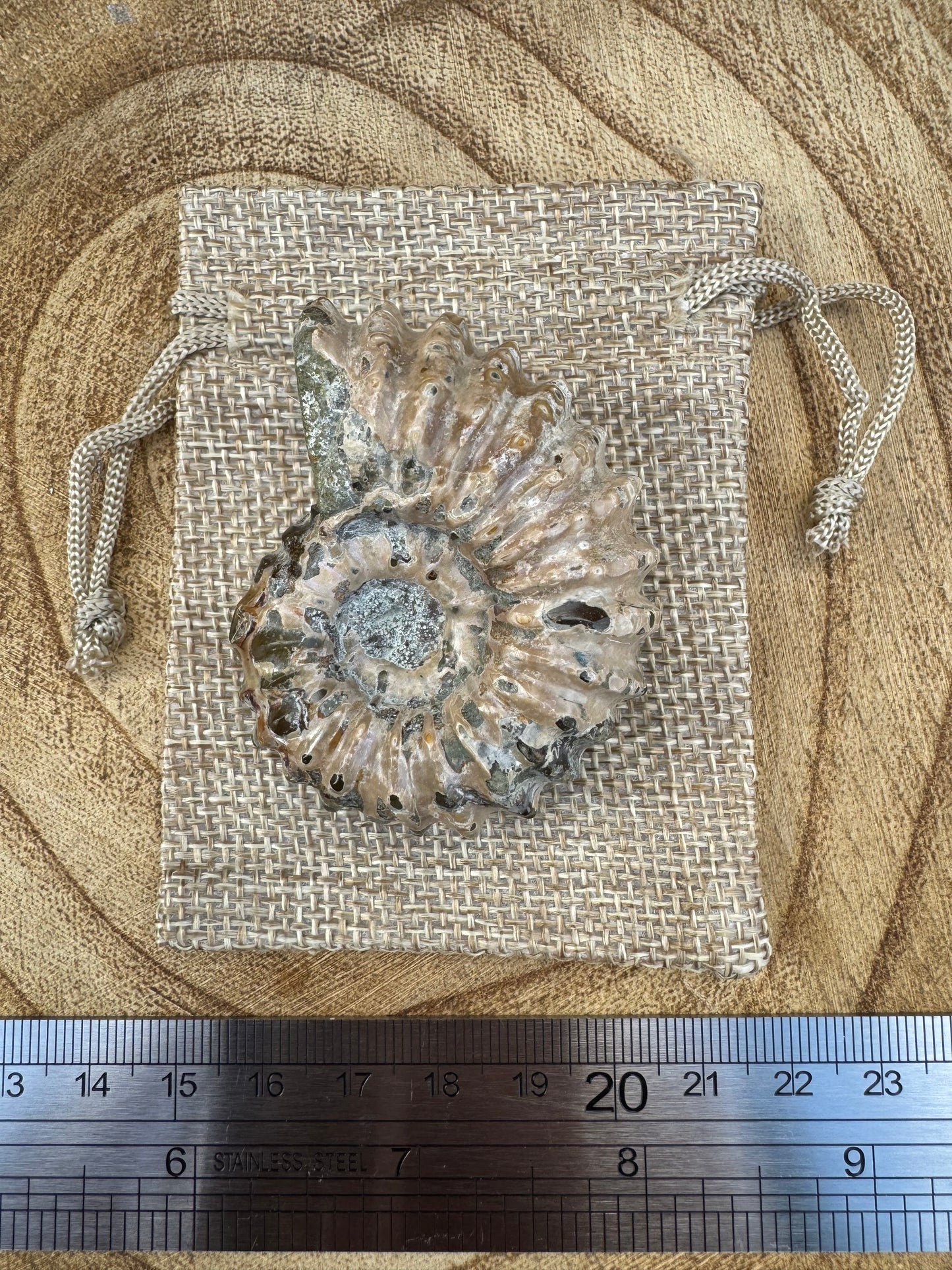 Ammonite