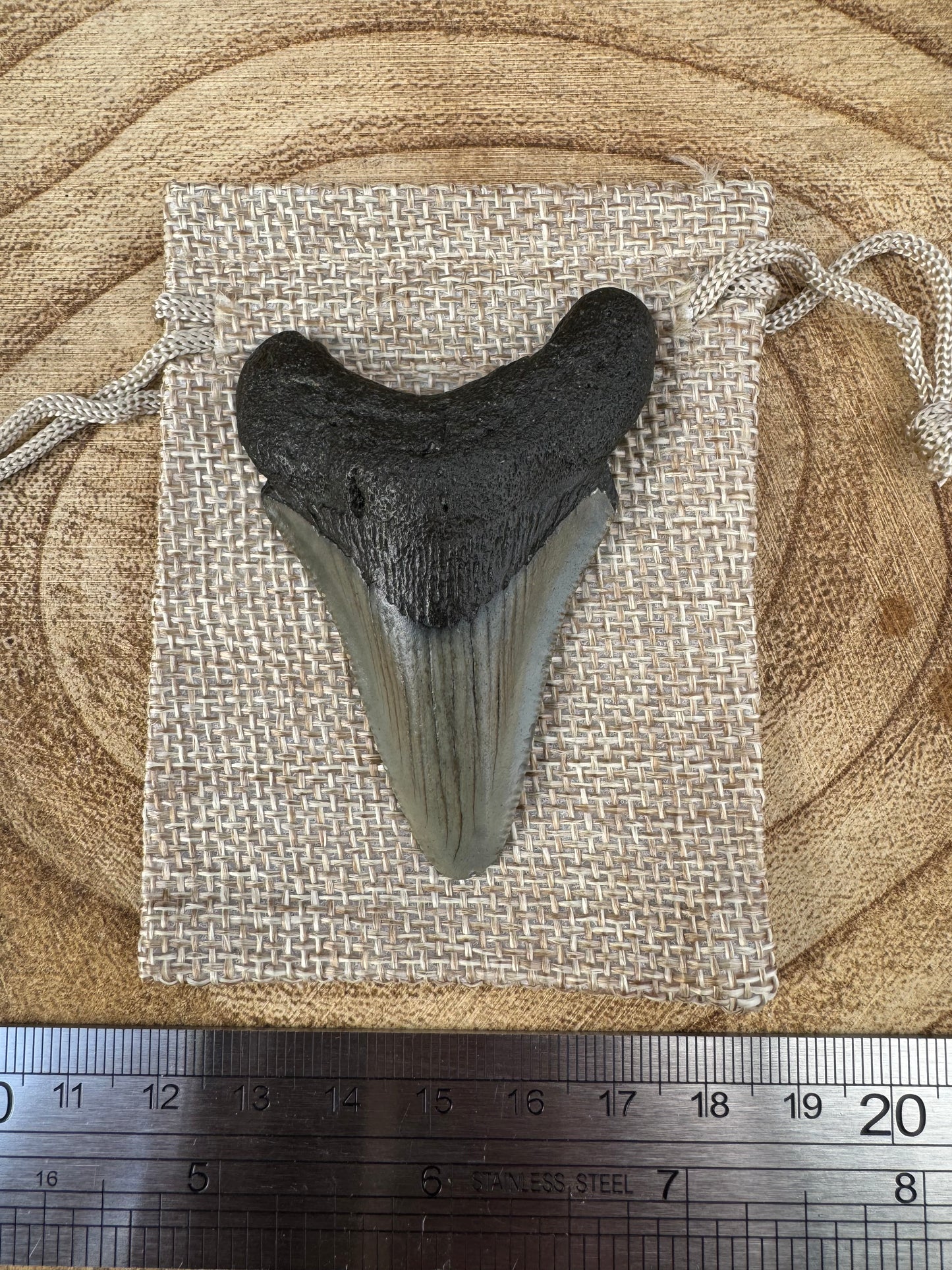 Small Megalodon Tooth