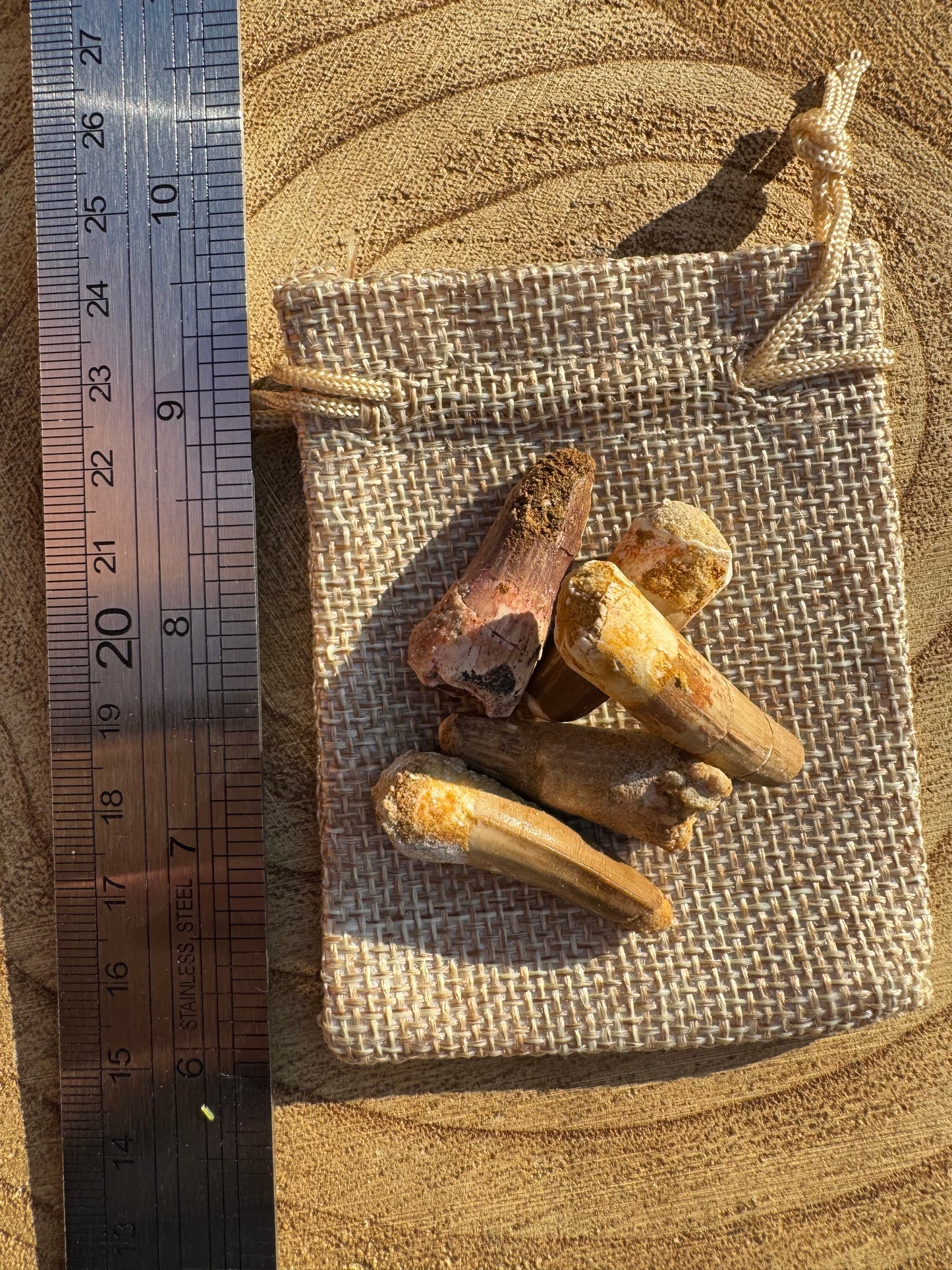 Small Spinosaurus SP. Tooth