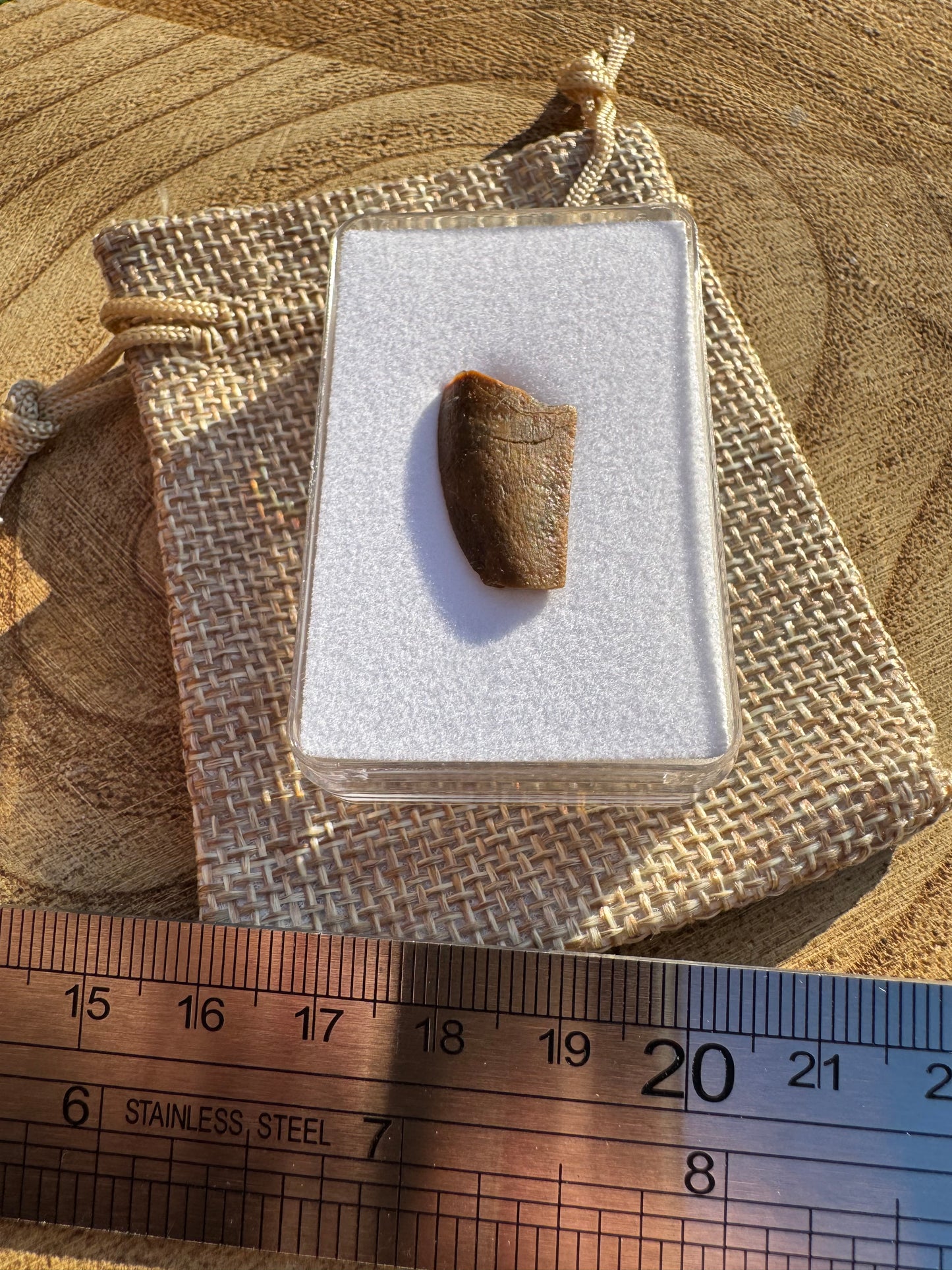 Majungasaurus Tooth