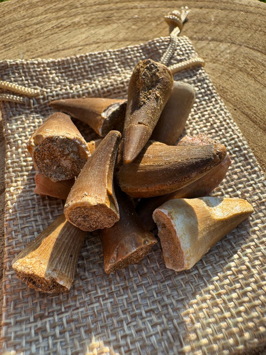 Mosasaurus Tooth